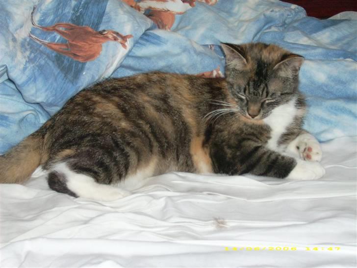 Huskat Bella {R.I.P} billede 6