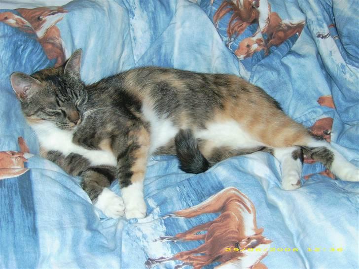 Huskat Bella {R.I.P} billede 7