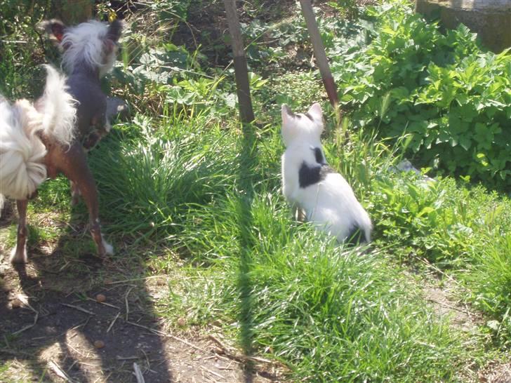Blanding af racer Mr Dooley - første gang i haven, hønsegården er bare for spændende billede 11