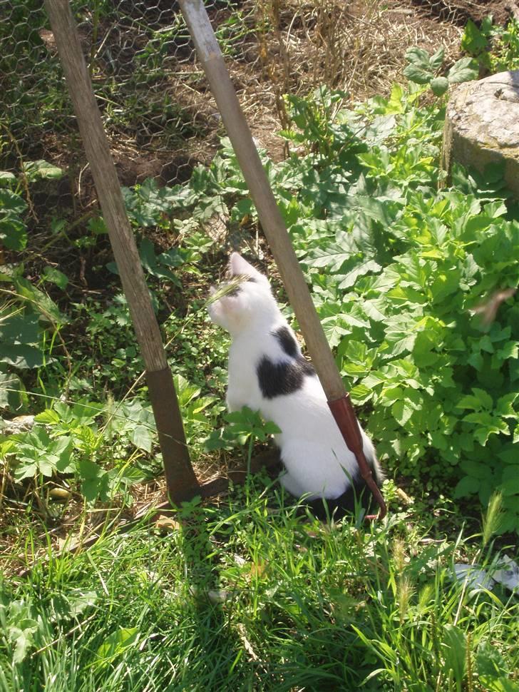 Blanding af racer Mr Dooley billede 12