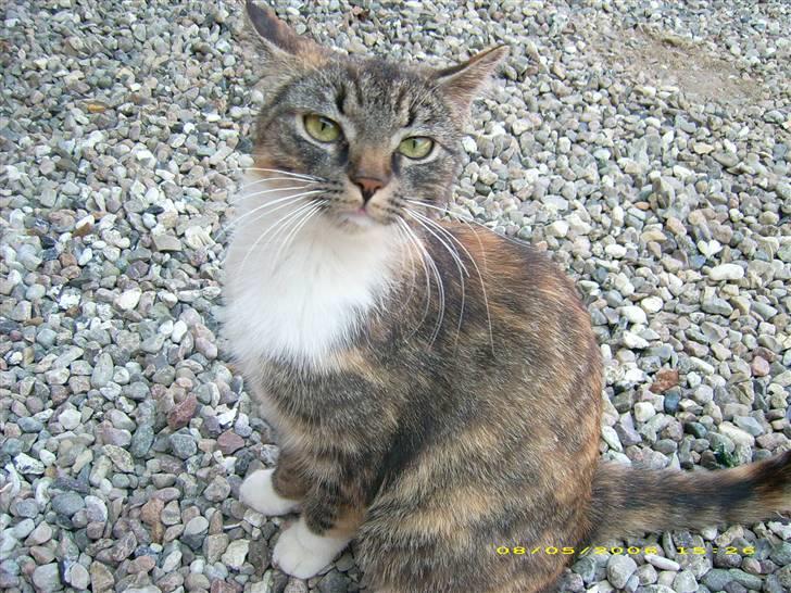 Huskat Bella {R.I.P} billede 8