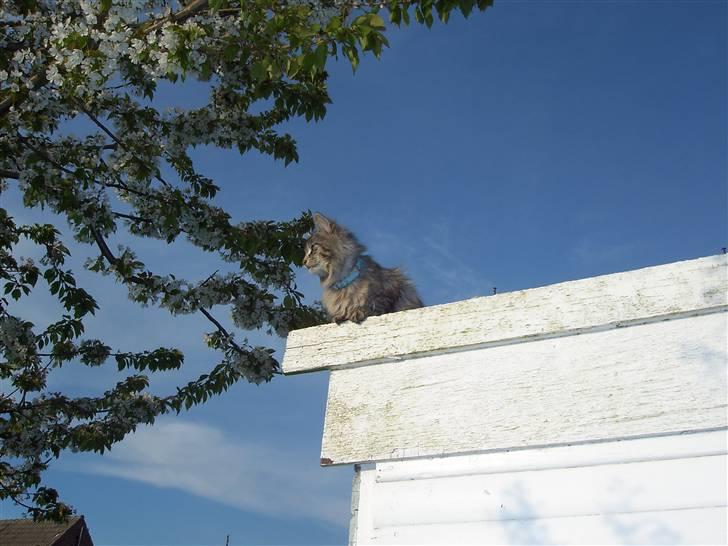 Norsk Skovkat Mini-Mis og Mis-Baby - her ligger Mini-Mis og nyder solen  billede 8