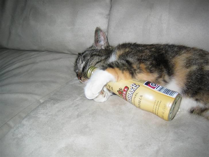 Huskat Bella {R.I.P} billede 9