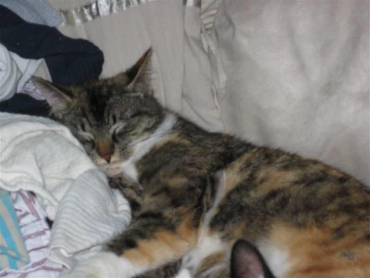 Huskat Bella {R.I.P} billede 10