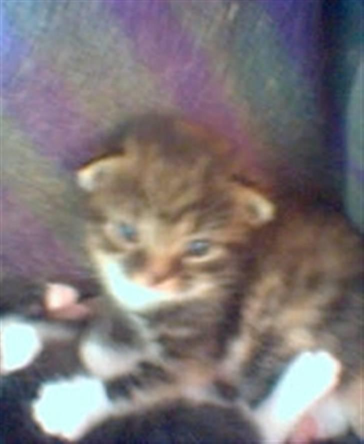 Huskat Bella {R.I.P} billede 11