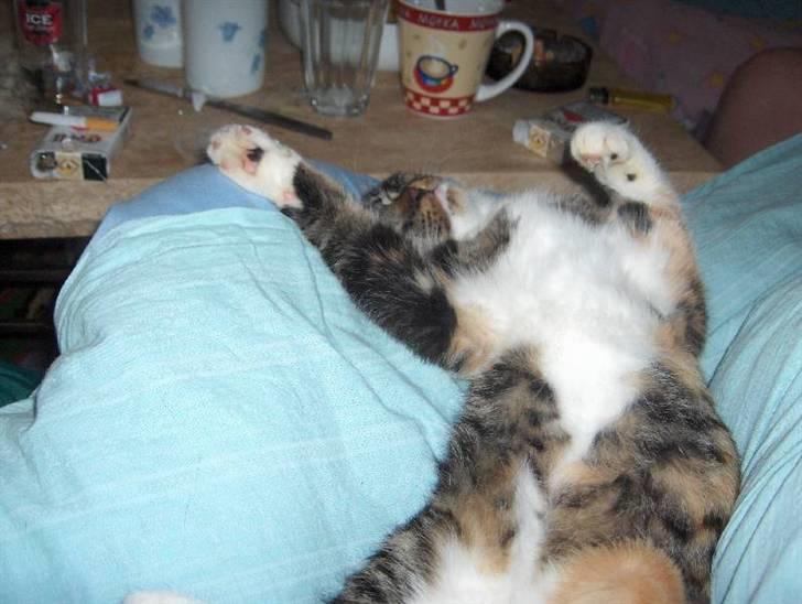 Huskat Bella {R.I.P} billede 12