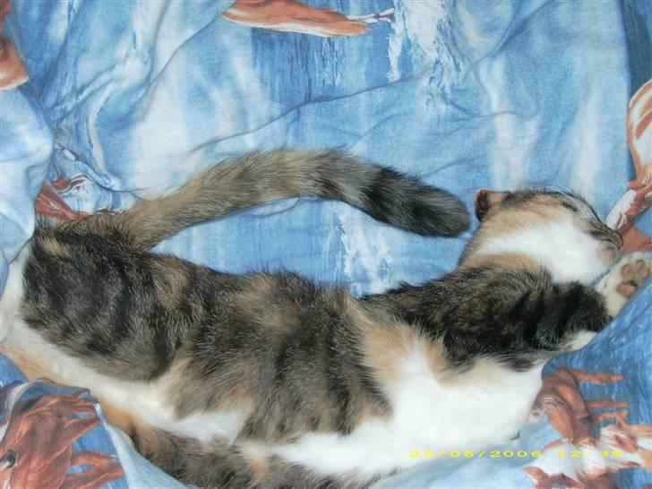 Huskat Bella {R.I.P} billede 13