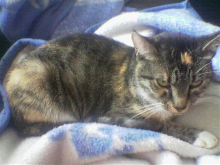 Huskat Winnie {R.I.P} billede 1