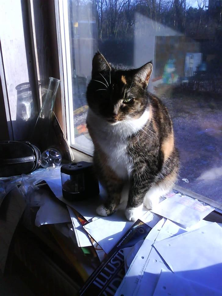 Huskat Winnie {R.I.P} billede 2