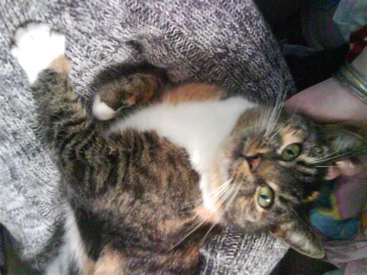 Huskat Winnie {R.I.P} billede 3