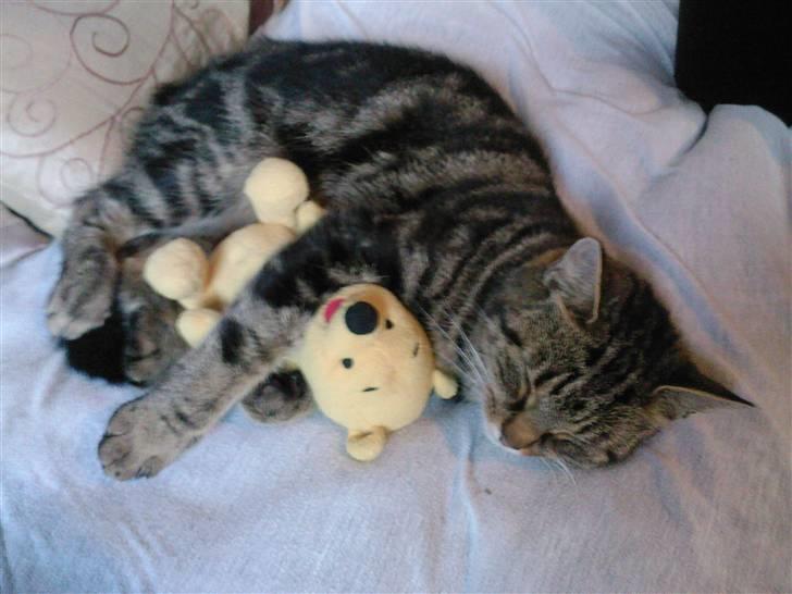 Huskat mis - jeg tog lige din bamse..... billede 18