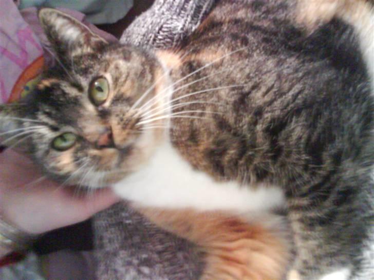 Huskat Winnie {R.I.P} billede 4