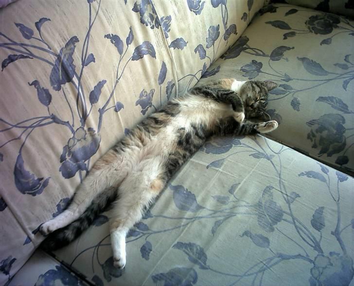 Huskat Winnie {R.I.P} billede 6