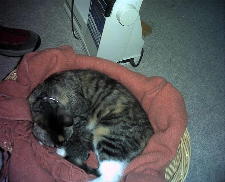 Huskat Winnie {R.I.P} billede 7