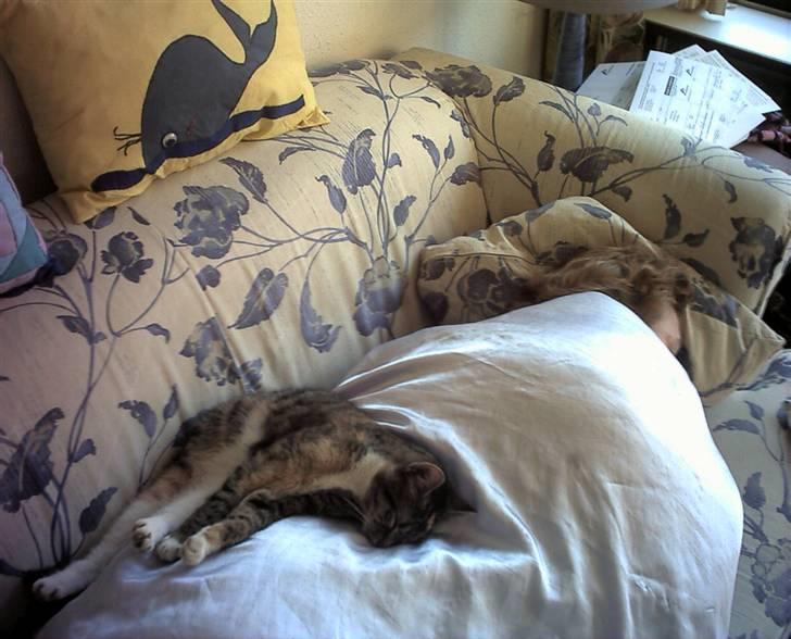 Huskat Winnie {R.I.P} billede 8