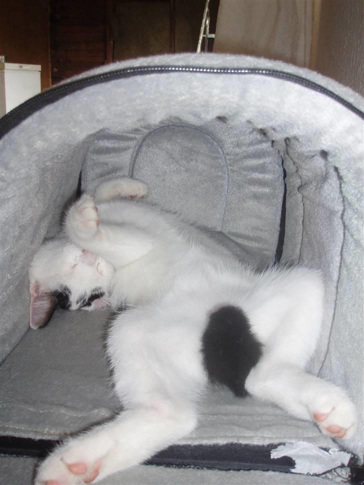 Blanding af racer Mr Dooley - og så en lille lur billede 13