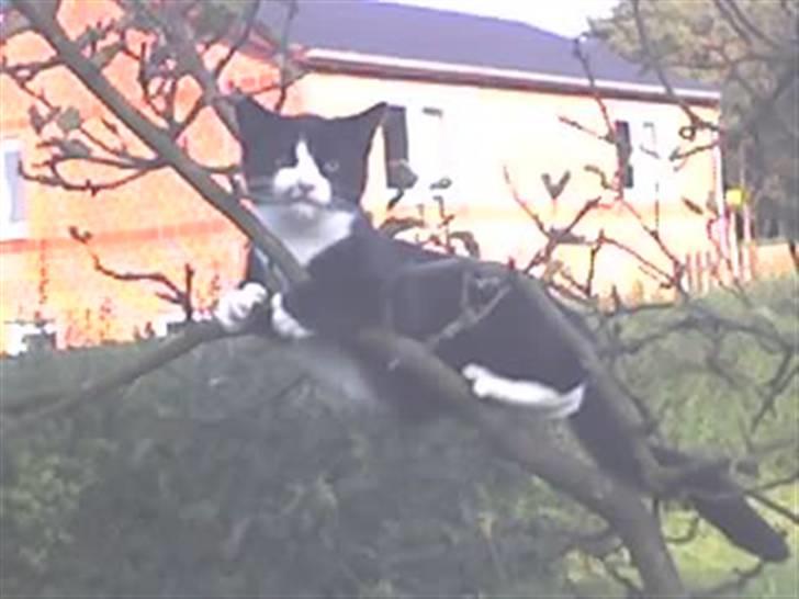 Huskat Buller {R.I.P} billede 1