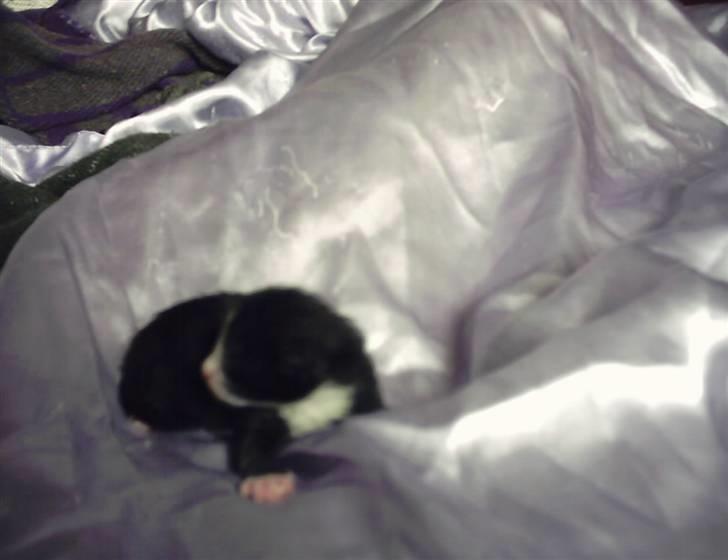 Huskat Buller {R.I.P} billede 2