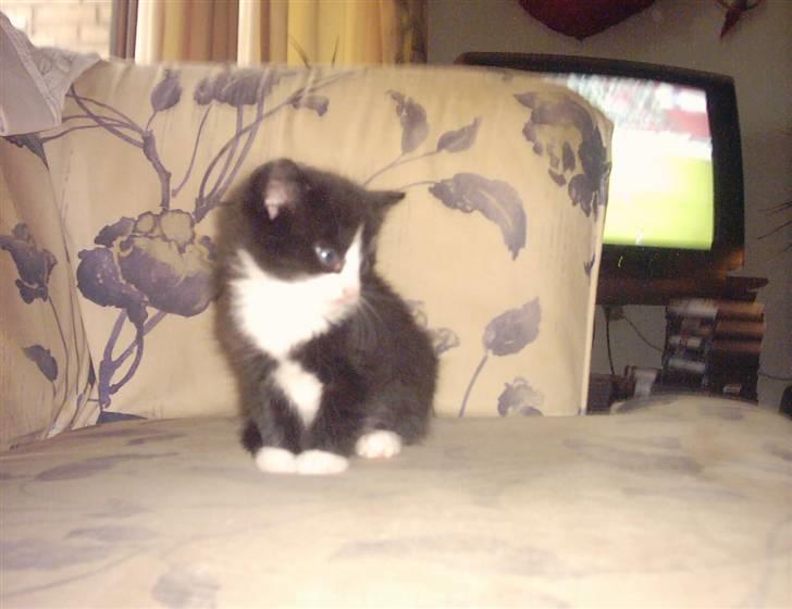 Huskat Buller {R.I.P} billede 3