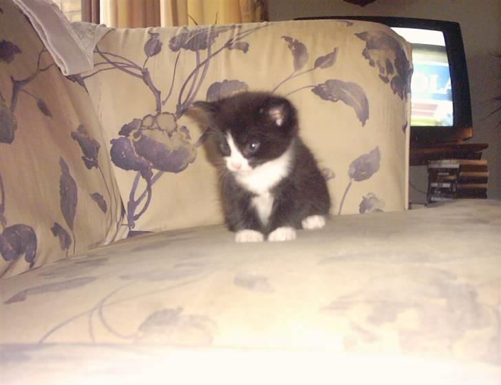 Huskat Buller {R.I.P} billede 4