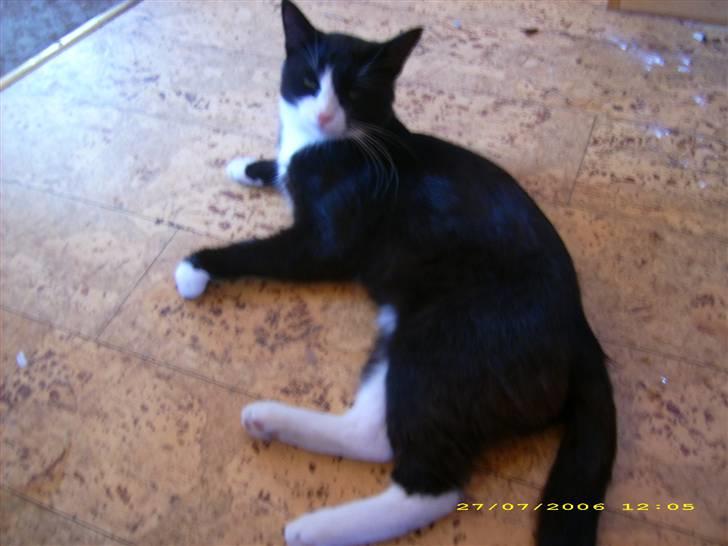 Huskat Buller {R.I.P} billede 6