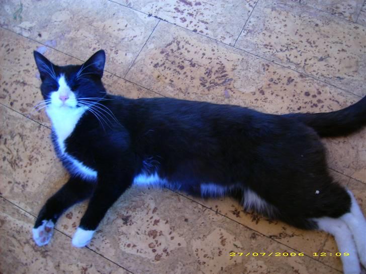 Huskat Buller {R.I.P} billede 7