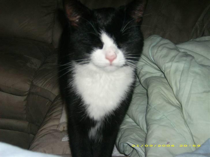 Huskat Buller {R.I.P} billede 8