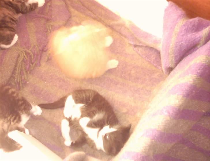 Huskat Buller {R.I.P} billede 9