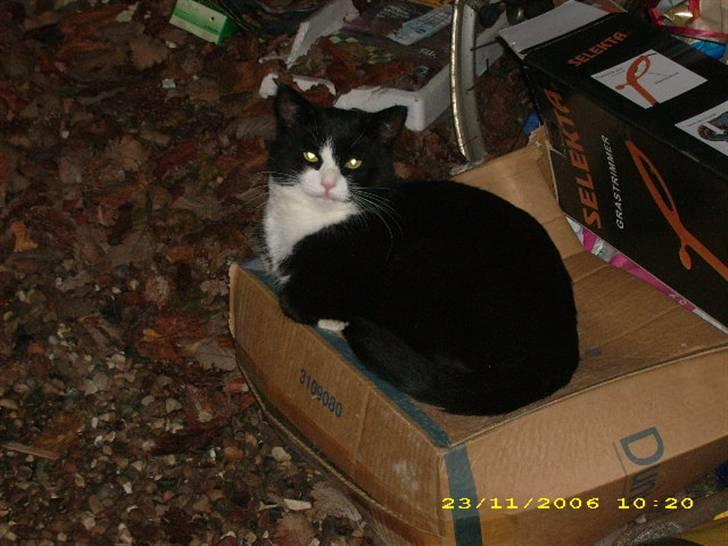 Huskat Buller {R.I.P} billede 10