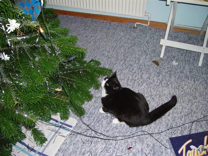 Huskat Buller {R.I.P} billede 11