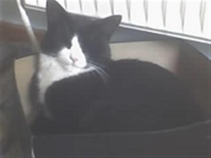 Huskat Buller {R.I.P} billede 12