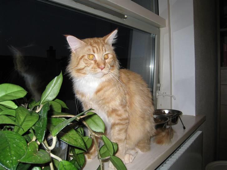 Maine Coon Odin - Miau ;) billede 7