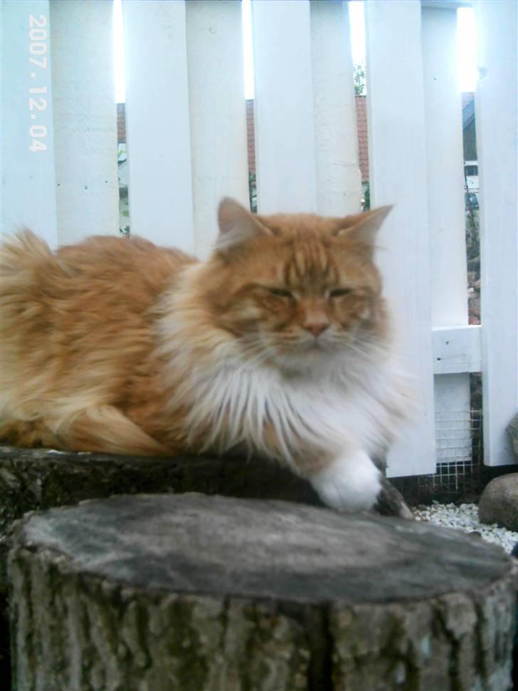 Maine Coon Prins billede 9