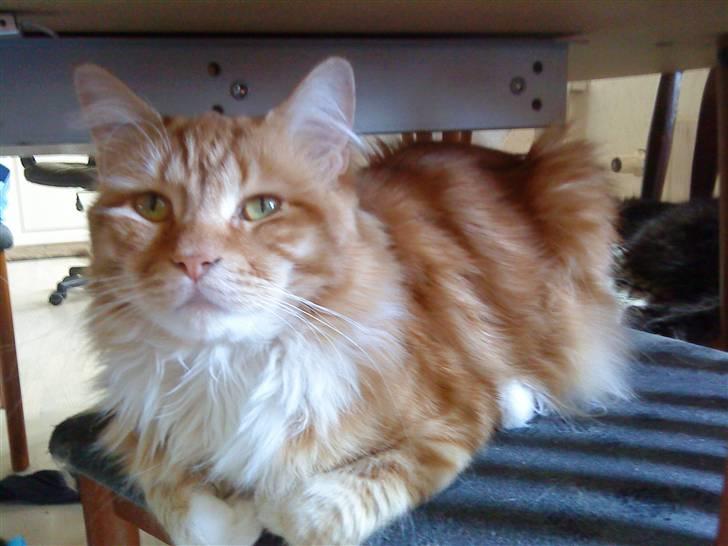 Maine Coon Prins billede 11