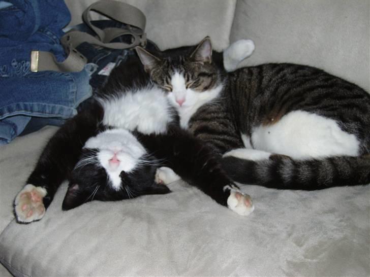 Huskat Buller {R.I.P} billede 13