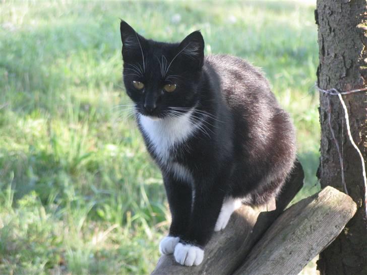 Huskat Emilie billede 16