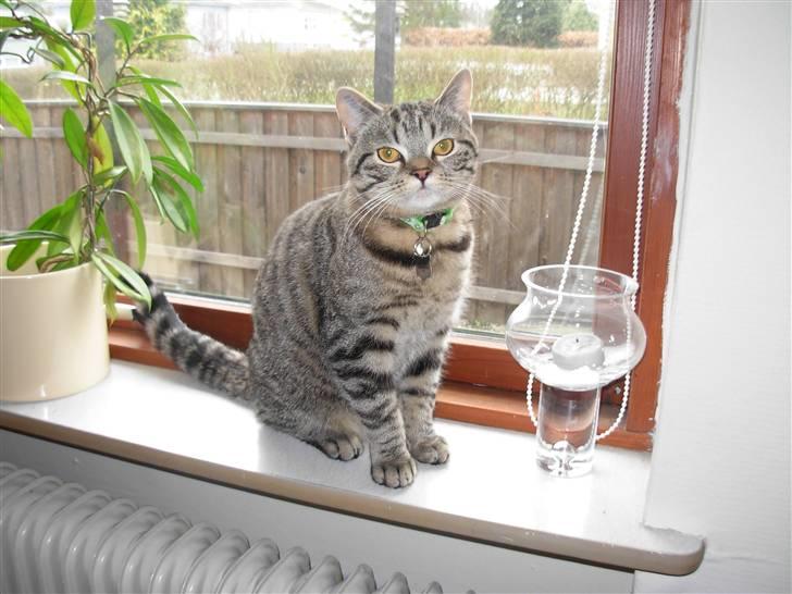 Huskat sofus - sofus billede 1