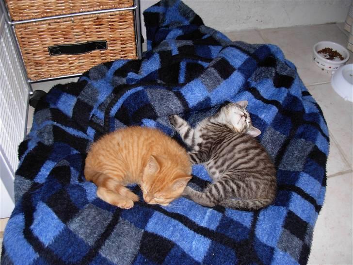 Huskat sofus billede 2