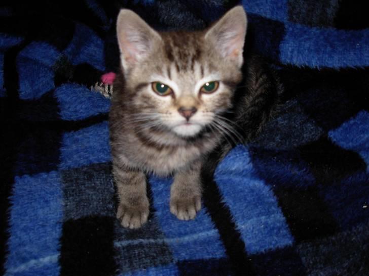 Huskat sofus billede 3