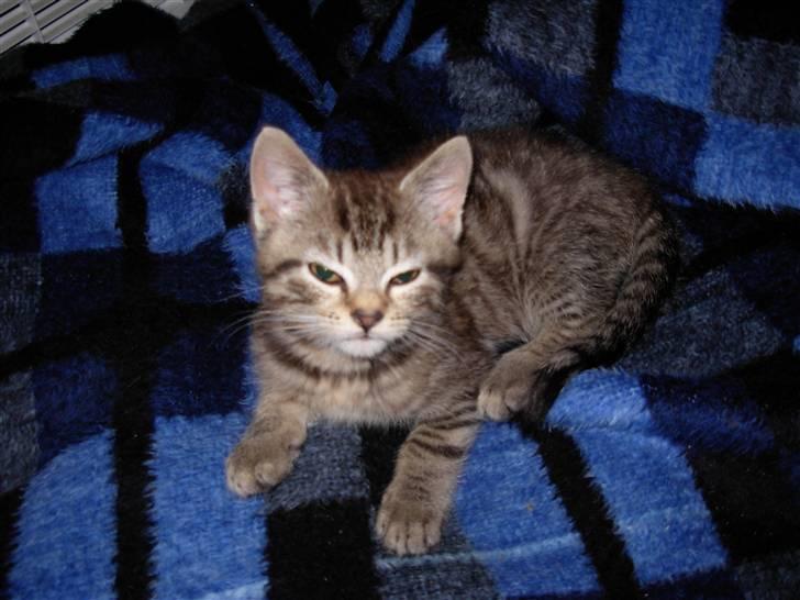 Huskat sofus billede 4