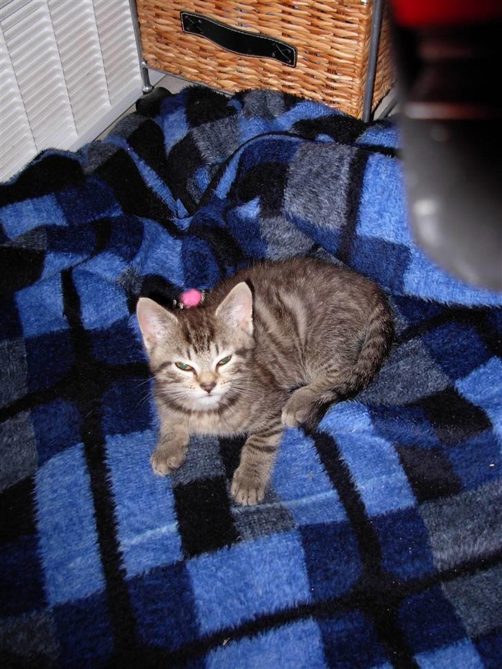 Huskat sofus billede 5