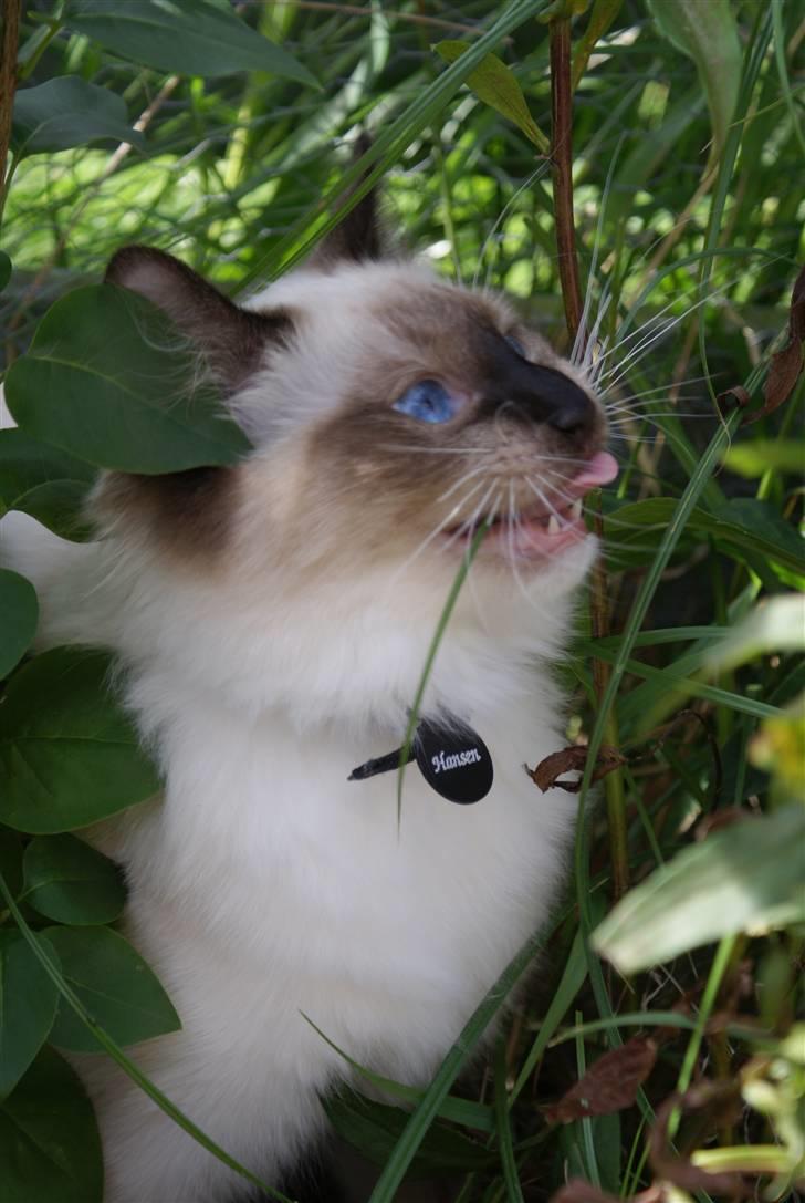 Ragdoll Eddie (R.I.P) billede 15