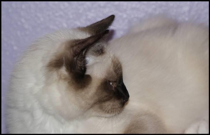 Ragdoll Eddie (R.I.P) billede 16