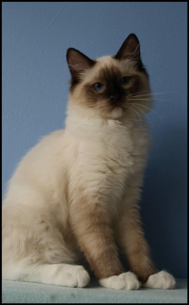 Ragdoll Eddie (R.I.P) billede 17