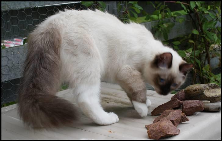 Ragdoll Eddie (R.I.P) billede 18