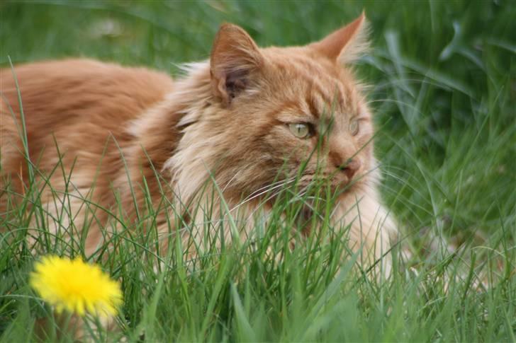 Maine Coon Breidabliks Adonis - D. 5 maj  billede 18