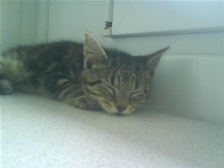 Huskat bandit - Man bliver jo også træt når man er så vild billede 4