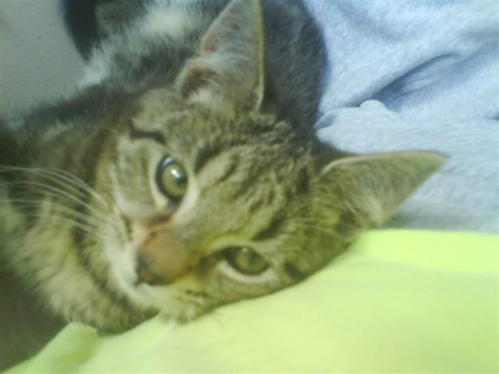 Huskat bandit billede 5