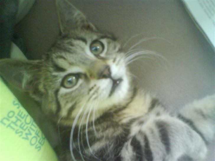 Huskat bandit billede 6