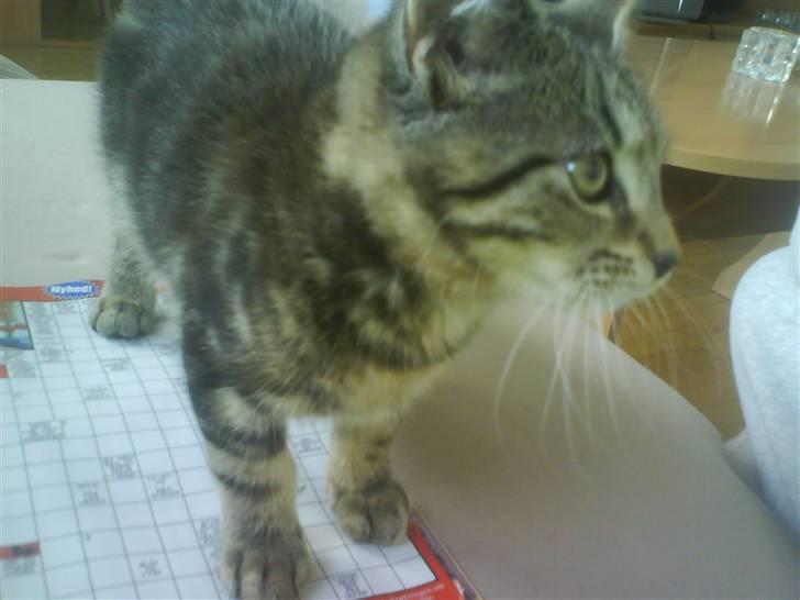 Huskat bandit billede 7